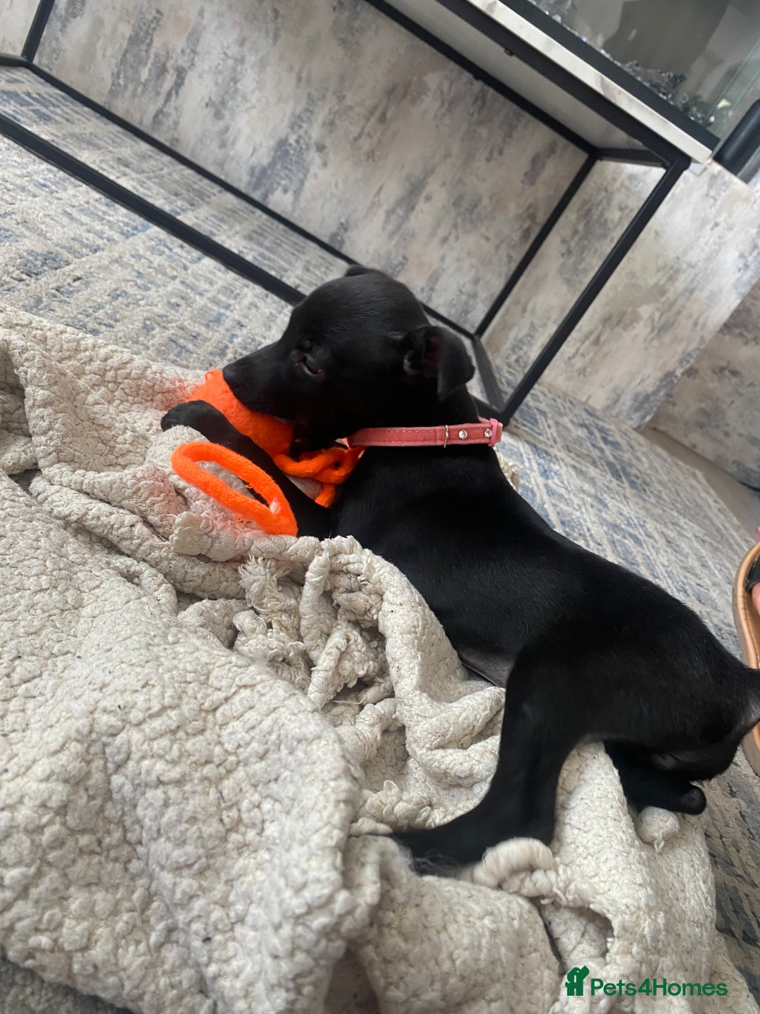 Patterjack dogs for sale: Patterdale puppies in Merthyr Tydfil - Image 6
