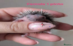Pygmy Hedgehog rodents for sale: Gorgeous APH hedgehogs  - Image 10