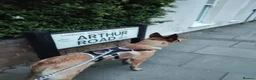 Belgian Shepherd Dog dogs for sale: Beautiful Belgium Malinois  in London - Advert 3