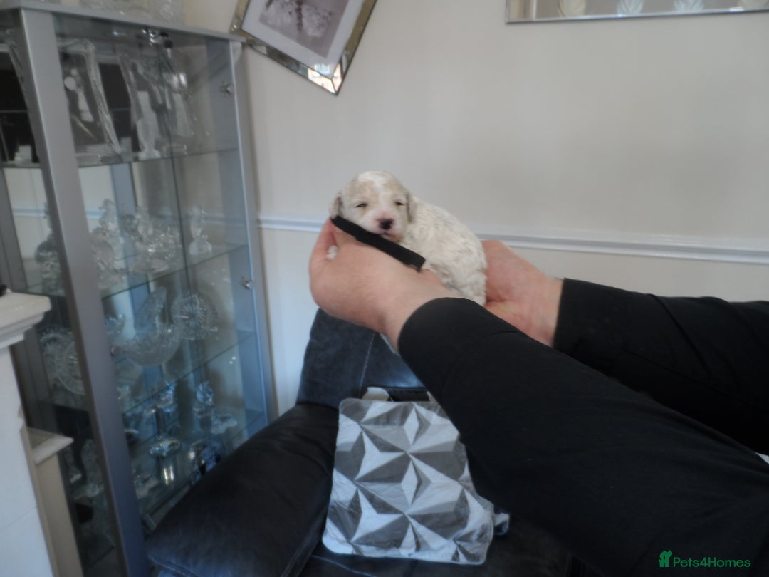 Cavapoo dogs for sale: stunning F1B cavapoo puppies health tested - Advert 4