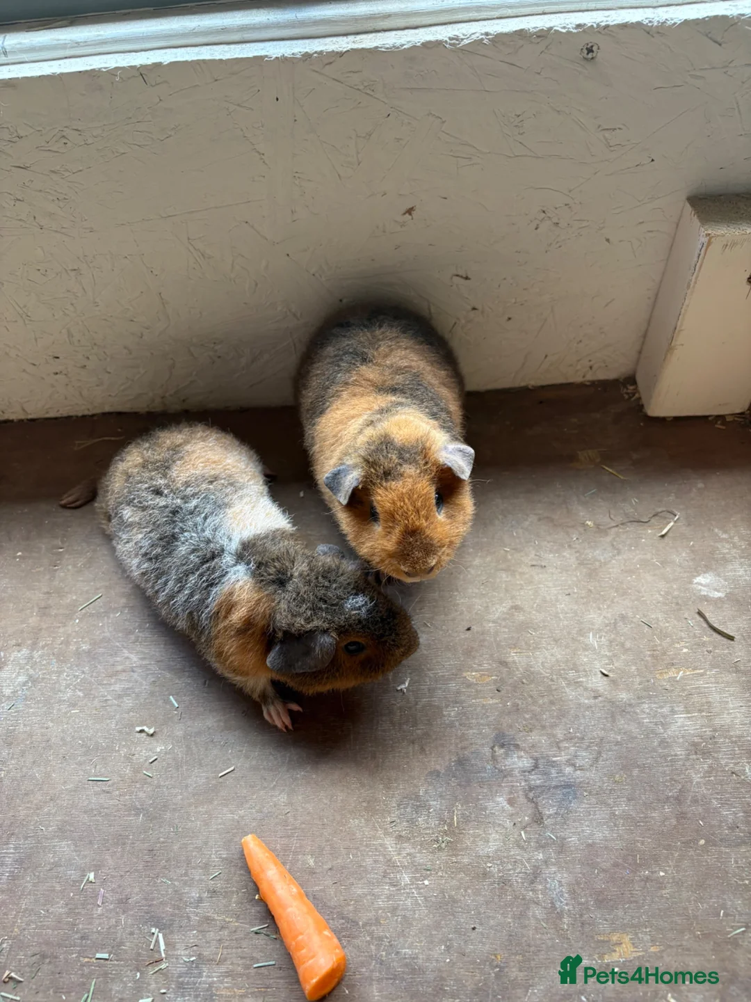 Guinea Pig rodents for sale: Teddy guinea pigs  - Advert 8