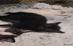 Mixed Breed cats for sale: Kittens looking for loving forever home - Image 19