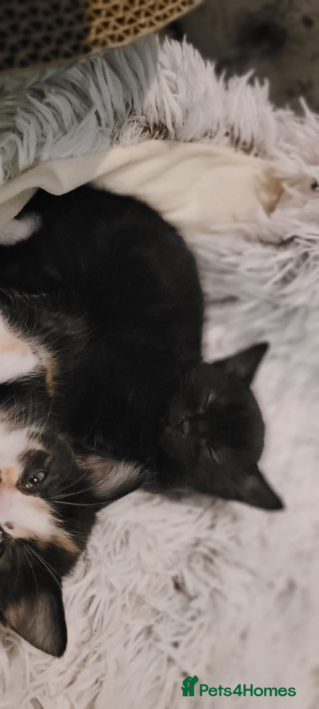 Mixed Breed cats for sale: Kittens looking for loving forever home - Image 19