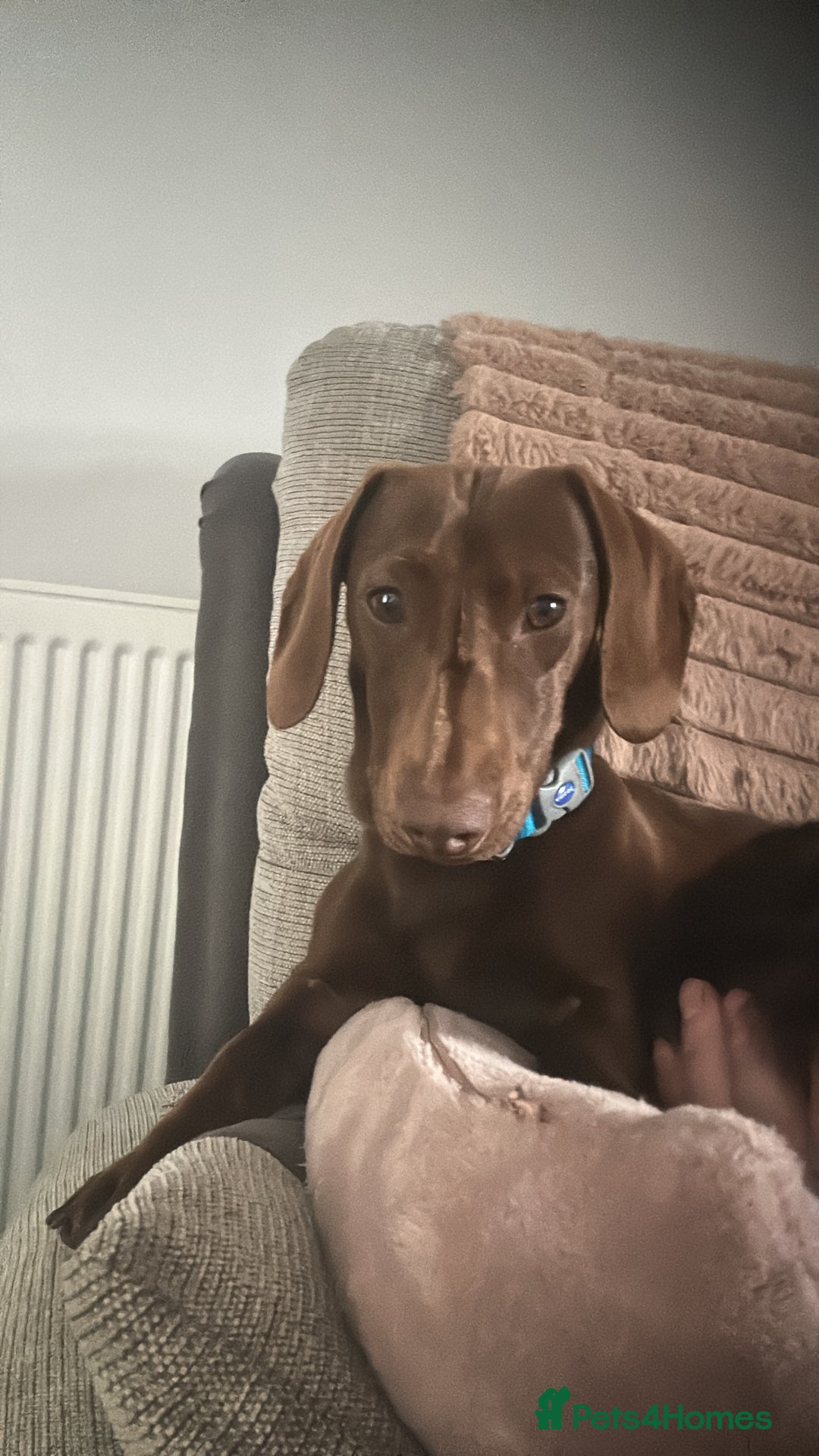 Dachshund dogs for sale: Dachshund  - Image 2