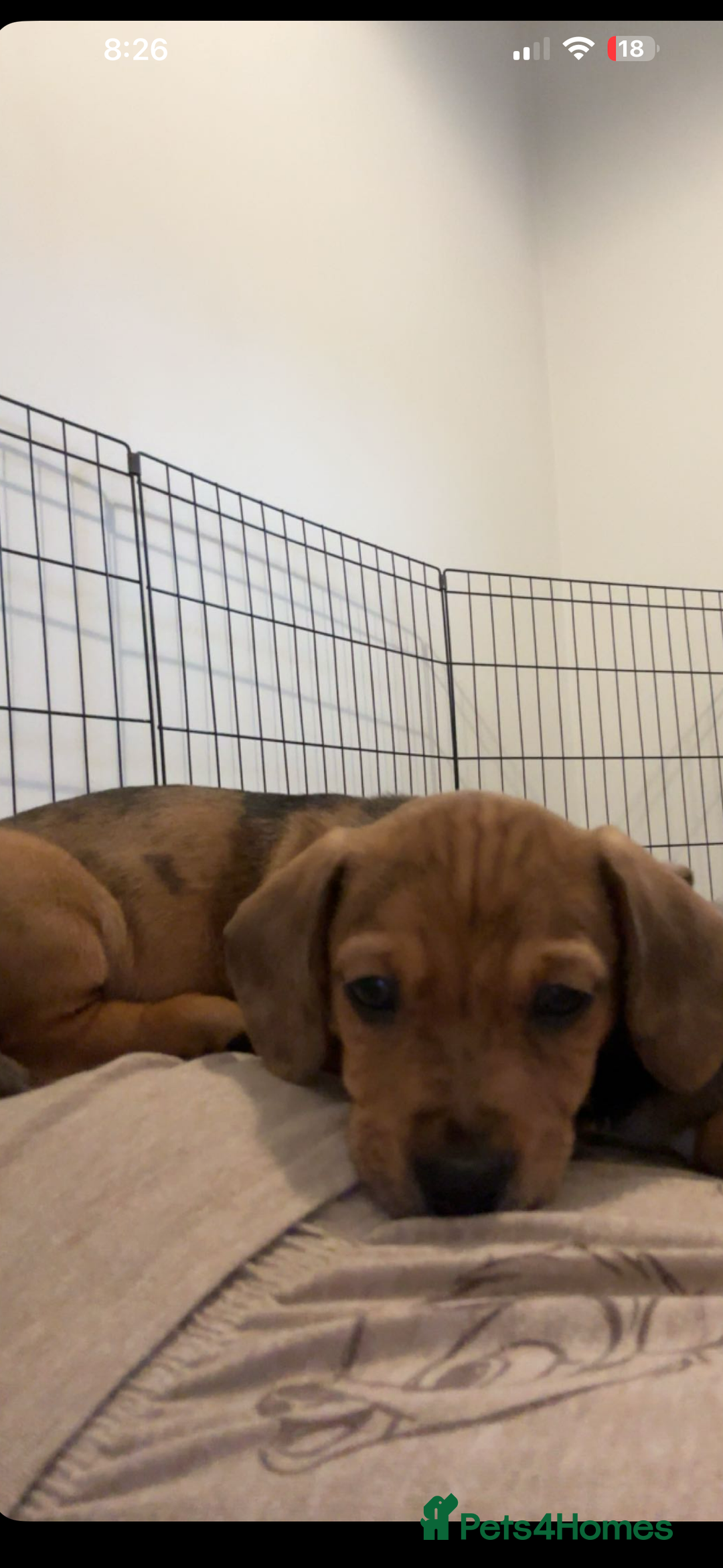 Mixed Breed dogs for sale: Two beautiful brown boys(chocolate& cream &dapple) - Advert 8