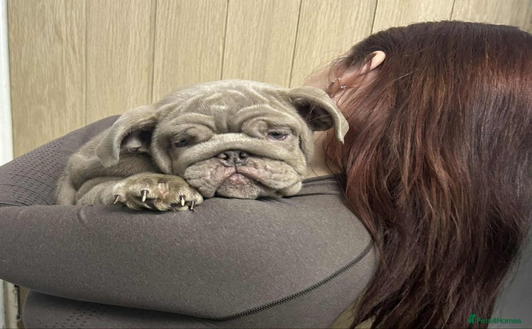 English Bulldog dogs World class English bulldogs / reduced  - Advert 5