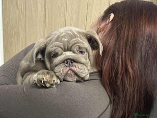 English Bulldog dogs World class English bulldogs / reduced - Advert 18