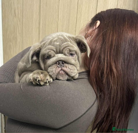 English Bulldog dogs World class English bulldogs / reduced - Advert 5