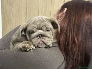 English Bulldog dogs World class English bulldogs / reduced - Advert 19