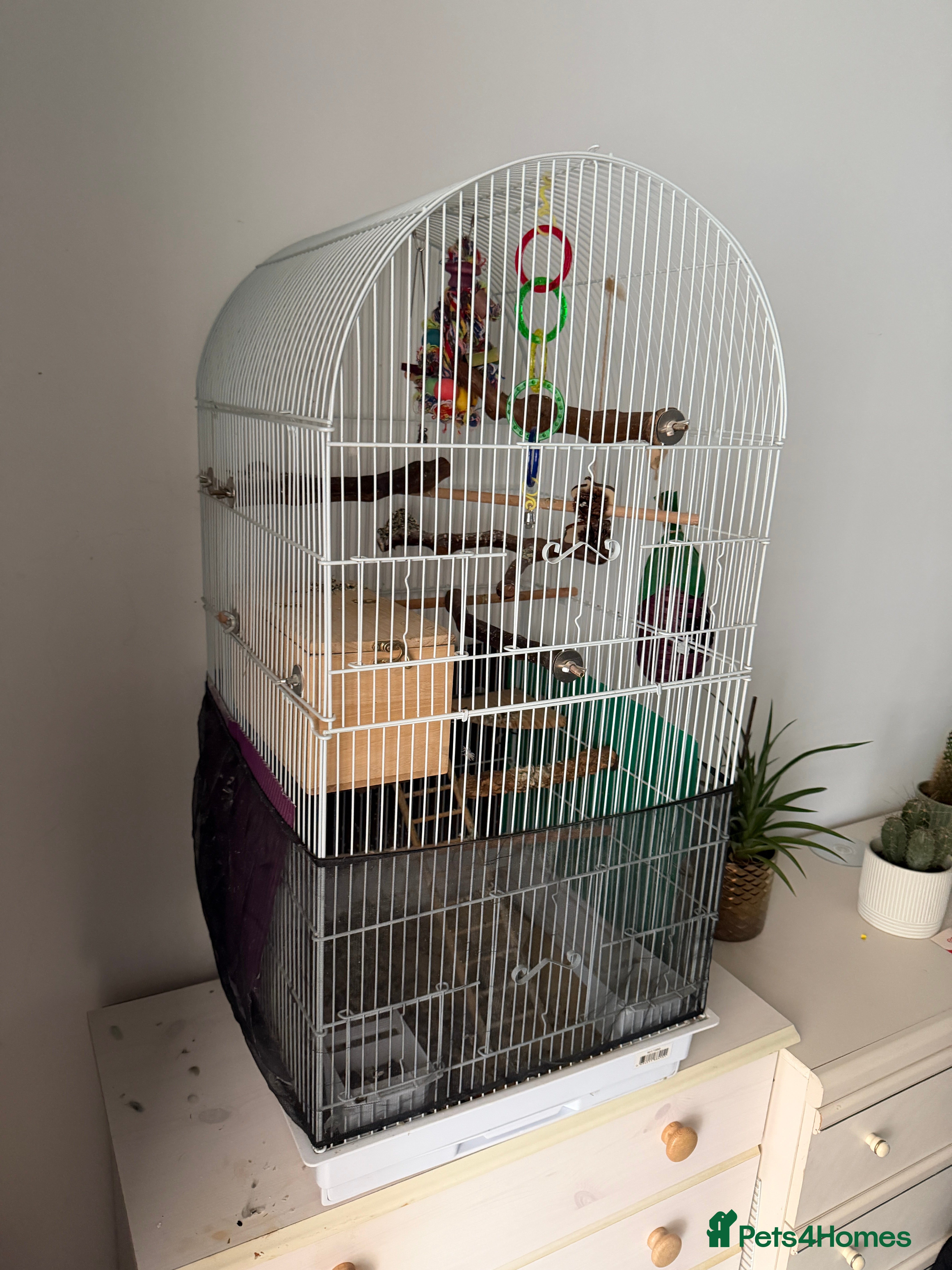 Lovebirds birds 2 lovebirds with cage and accessories  in Trowbridge - Advert 1