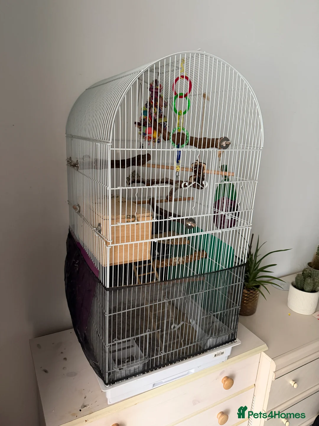 Lovebirds birds for sale: 2 lovebirds with cage and accessories  in Trowbridge - Advert 1