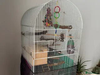 Lovebirds birds 2 lovebirds with cage and accessories in Trowbridge - Advert 1