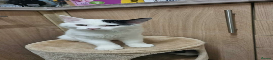 Mixed Breed Kitten 2