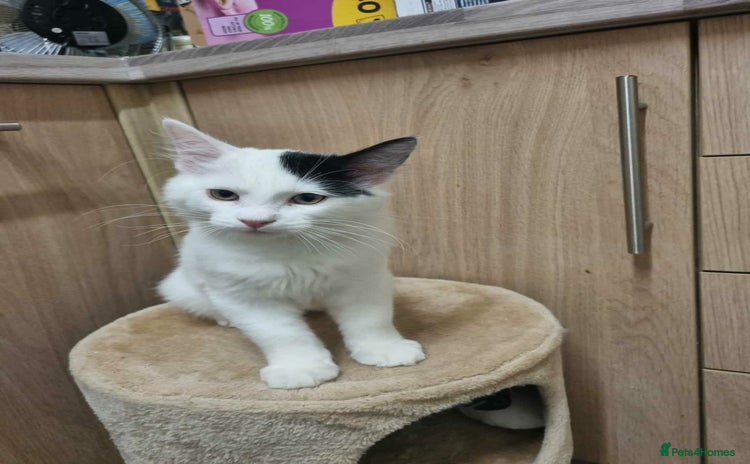 Mixed Breed cats Ragdoll mix - Advert 1