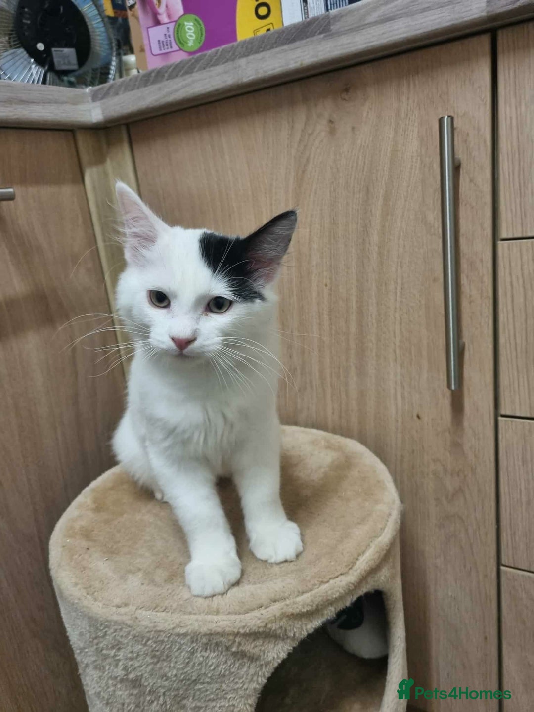 Mixed Breed cats for sale: Ragdoll mix - Advert 1