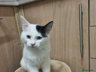 Mixed Breed cats Ragdoll mix - Advert 1