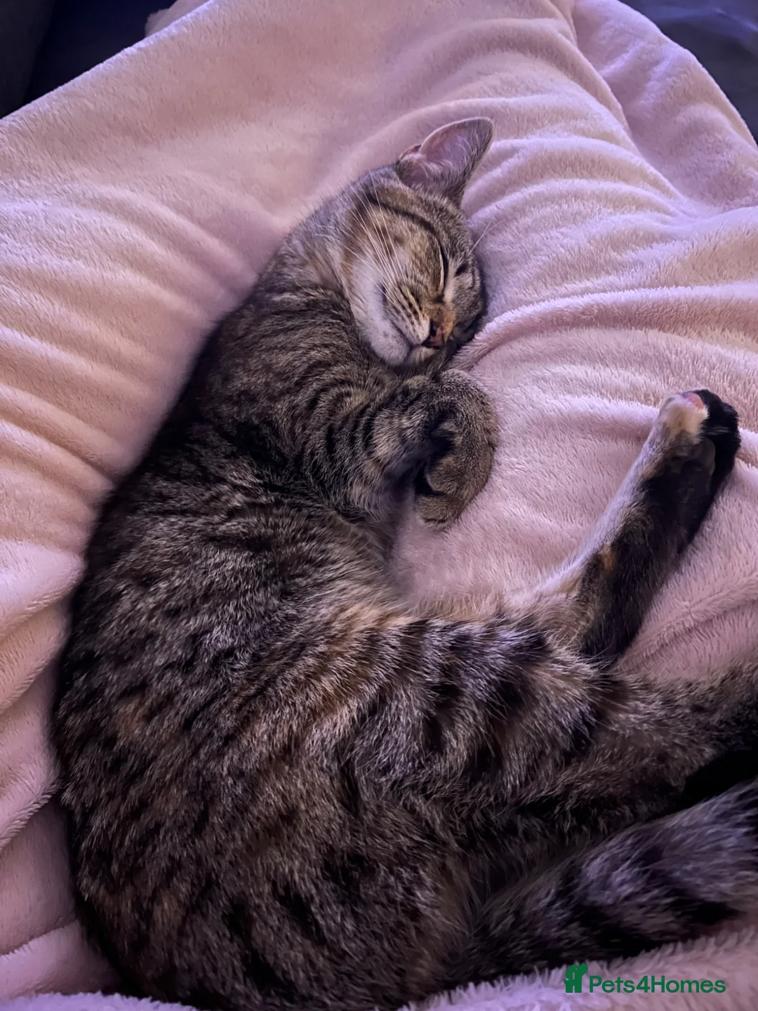 Mixed Breed cats for sale: Cat for sale  - Advert 2