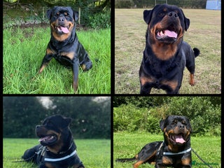 Rottweiler dogs Proven handsome ADRK KC registered Rottweiler in Milford Haven - Advert 4