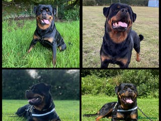 Rottweiler dogs Proven handsome ADRK KC registered Rottweiler in Milford Haven - Advert 10