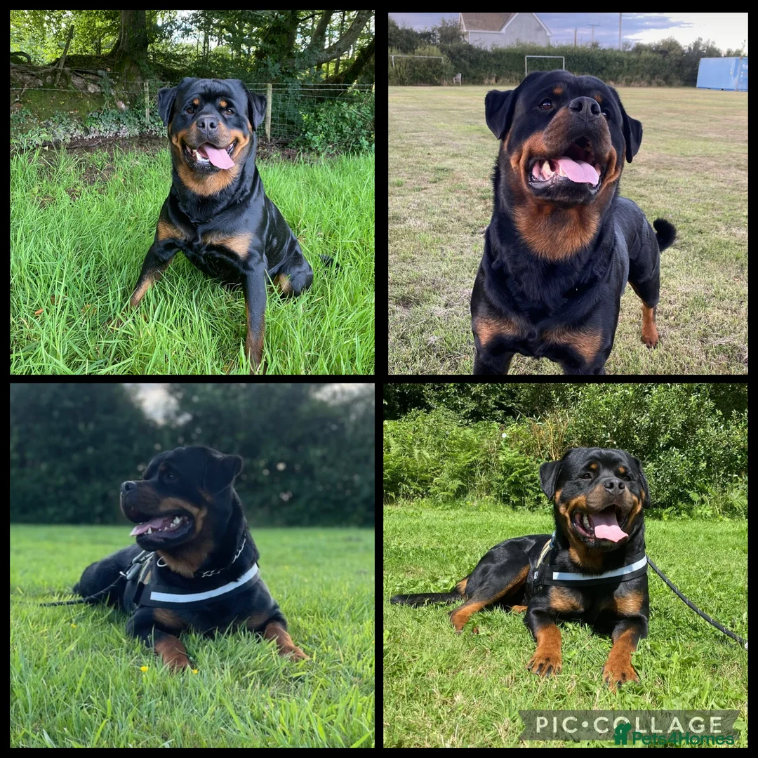 Rottweiler dogs for stud: Proven handsome ADRK KC registered Rottweiler  in Milford Haven - Advert 1