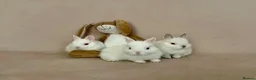 Netherland Dwarf rabbits for sale: Netherland Dwarf White Babies - Advert 1