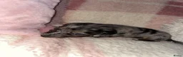 Miniature Dachshund dogs for sale: Fluffy miniature dachshund  - Advert 19
