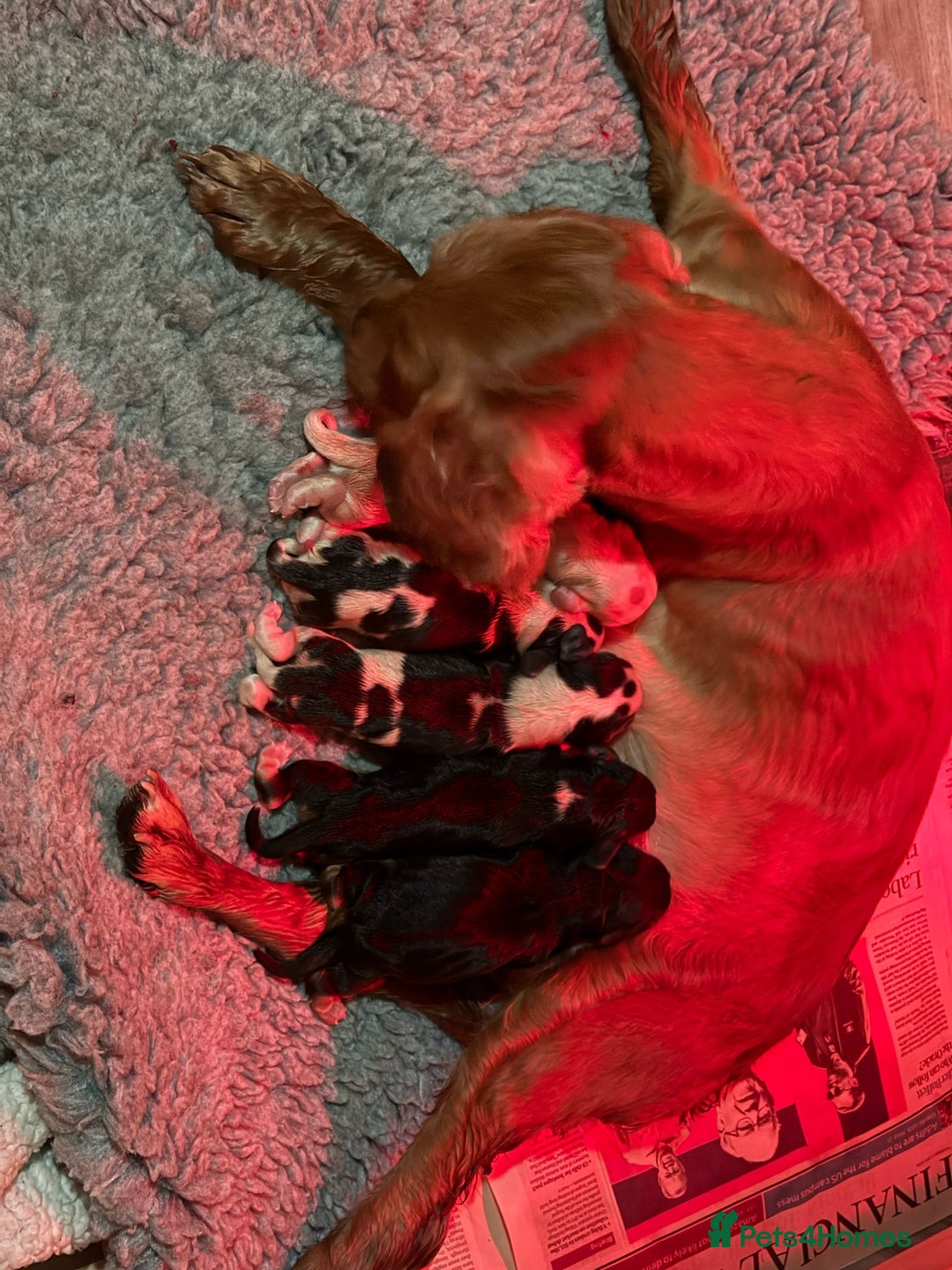Cocker Spaniel dogs for stud: Chocolate sable show cocker kc reg, proven  in Norwich - Image 30