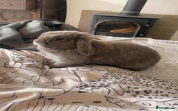 Dwarf Lop rabbits for sale: Beautiful cuddly mini lop bunny in York - Image 5