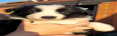 Border Collie Puppy 1