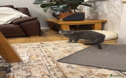 British Shorthair cats for sale: Britsh Shorthair - Image 3