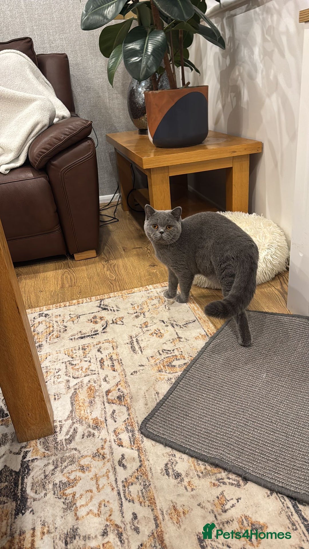 British Shorthair cats for sale: Britsh Shorthair - Image 3