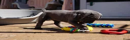 Cane Corso dogs for sale: Quality cane corso puppies - limited available  - Advert 5