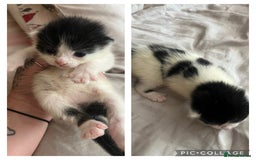 Mixed Breed cats for sale: Mixed kittens  - Image 3