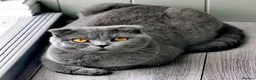 Scottish Fold cats for sale: 4 Scottish Fold kittens looking for new homes - Advert 1