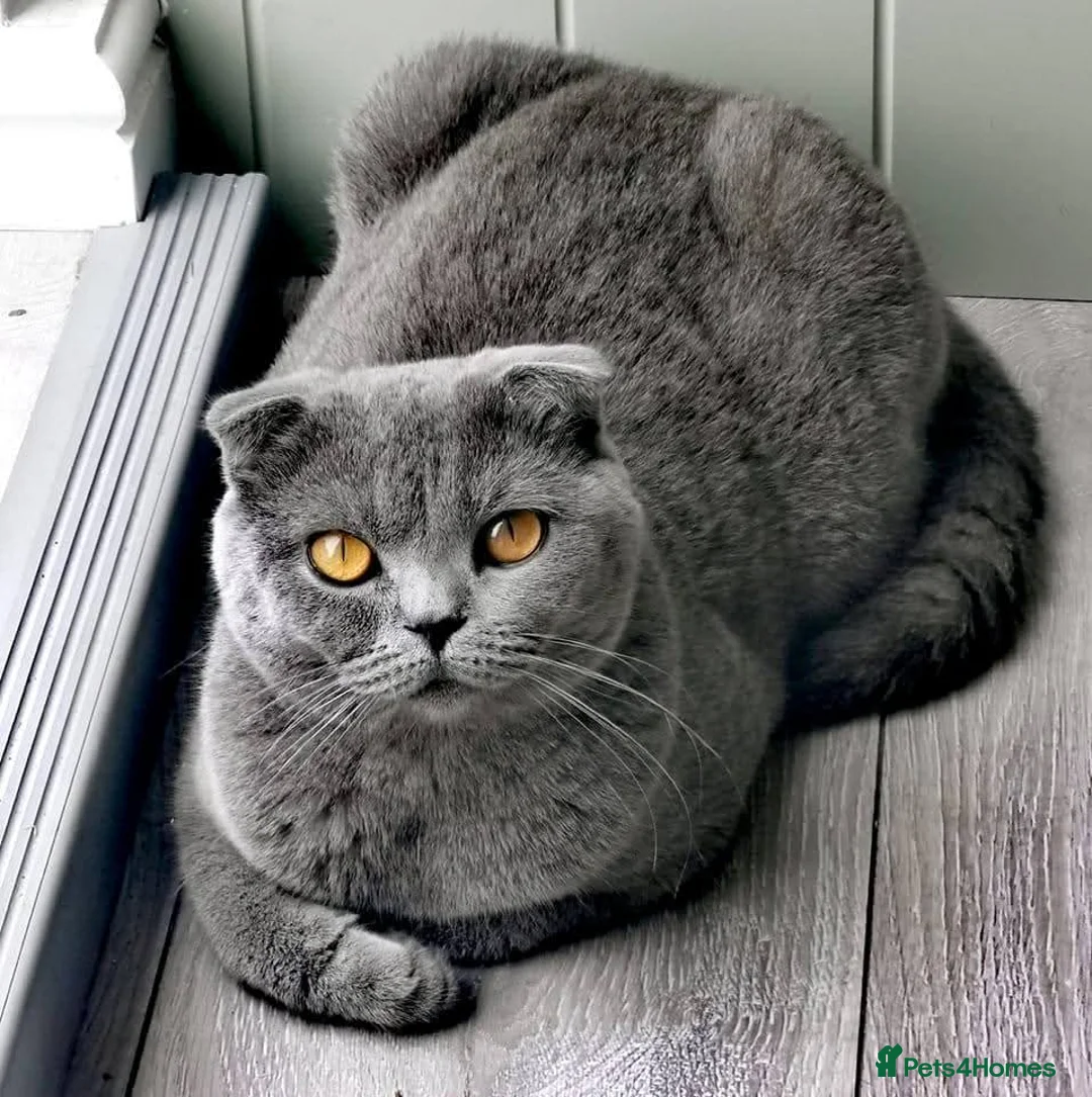 Scottish Fold cats for sale: 4 Scottish Fold kittens looking for new homes - Advert 1