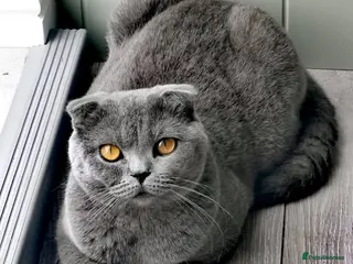 Scottish Fold cats 4 Scottish Fold kittens looking for new homes - Advert 1