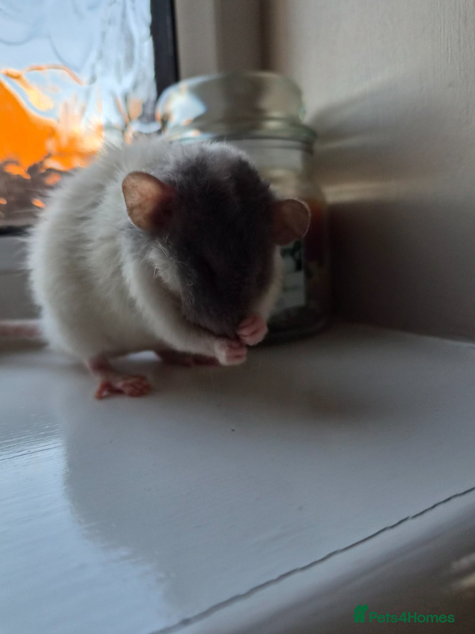 Rat rodents Bonded pair of male Dumbo ratties.  - Advert 2