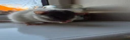 Rat rodents for sale: Bonded pair of male Dumbo ratties.  - Advert 1