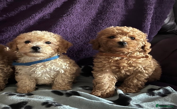 Cavapoochon dogs - Advert 1