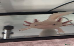 Axolotl reptiles for sale: 1 female 1 male axolotl for sale.  - Image 1