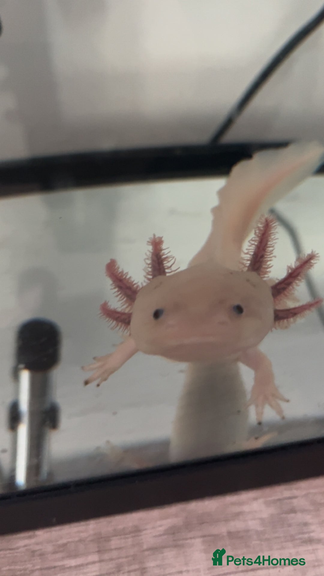 Axolotl reptiles for sale: 1 female 1 male axolotl for sale.  - Image 1