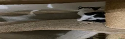 Scottish Fold cats for sale: Scottish fold cross for sale  - Advert 19