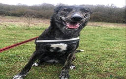 Lurcher dogs for sale: 2 male lurcher pups  - Image 1