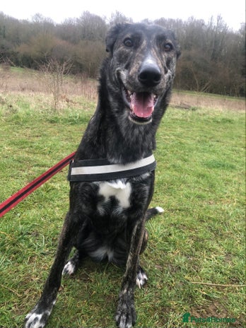 Lurcher dogs - Advert 1