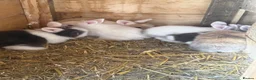 Lionhead rabbits for sale: Various colour lion head bunnies  - Advert 6