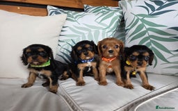 Cavalier King Charles Spaniel dogs for sale: Stunning Cavalier Puppies Ready2Go - Image 1