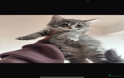 Ragdoll cats for sale: Skye!  - Image 3