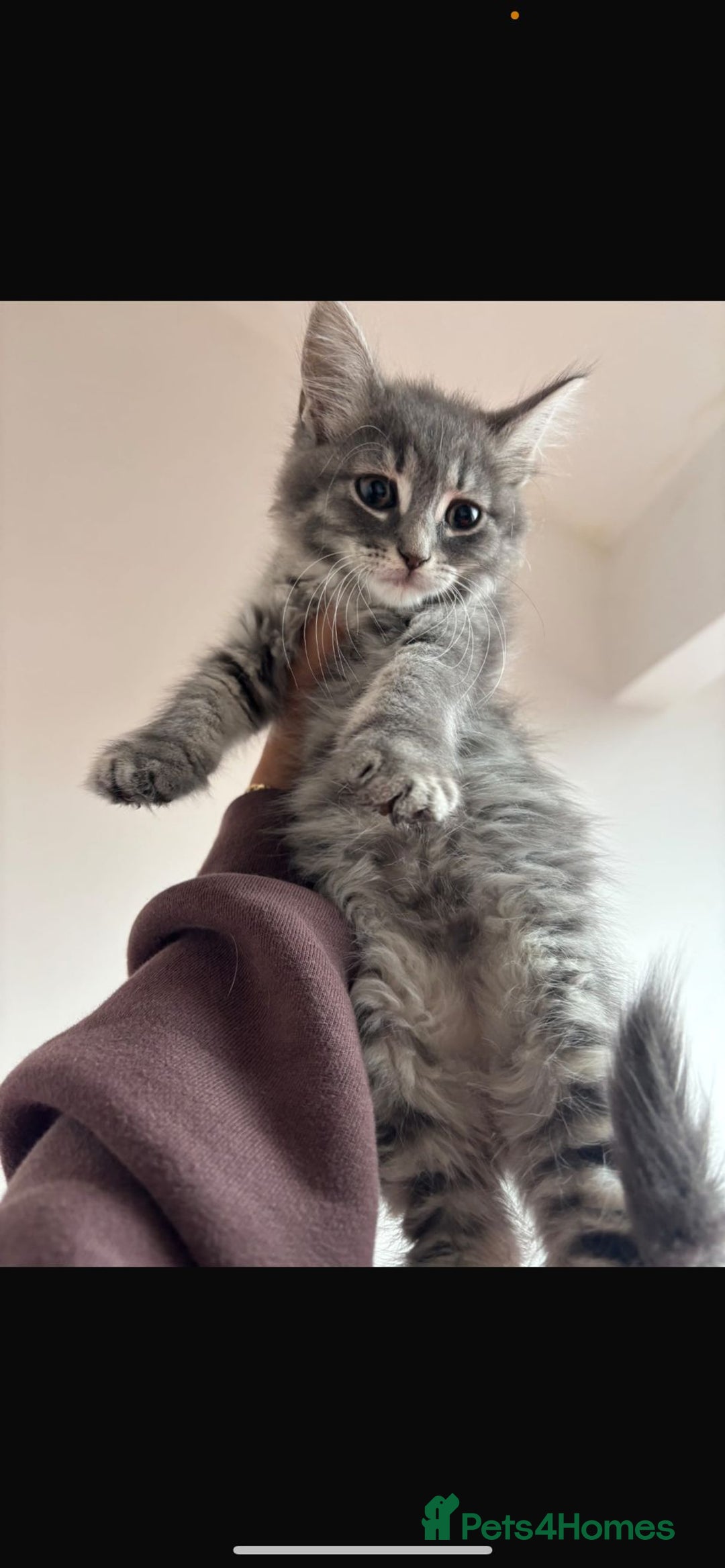 Ragdoll cats for sale: Skye!  - Image 3