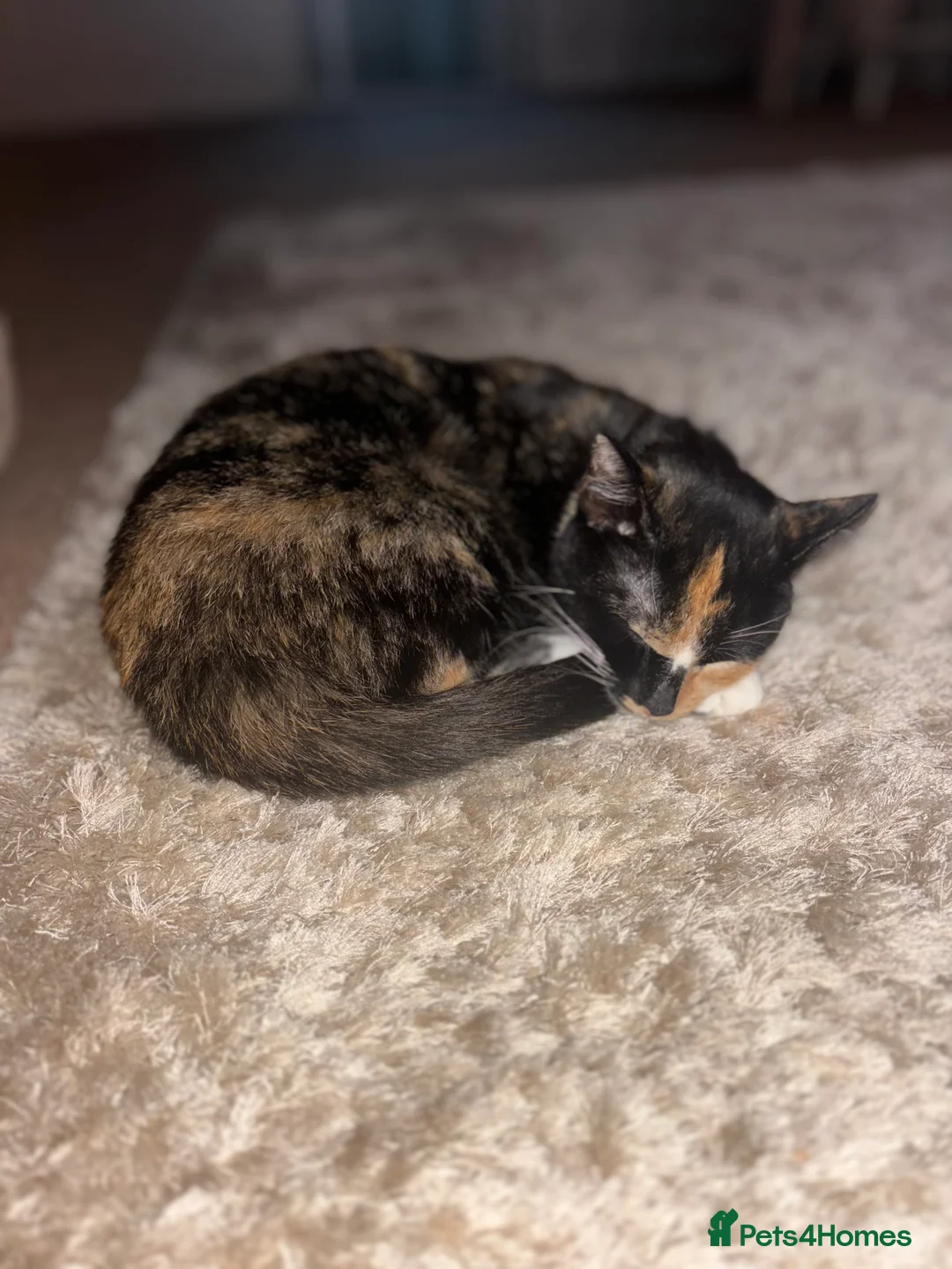 Mixed Breed cats for sale: 2 year old female cat for rehome - Advert 5
