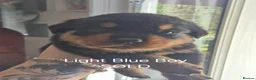 Rottweiler dogs for sale: Rottweiler girl looking for her sofa!!+  - Advert 20